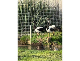 Magpie Geese